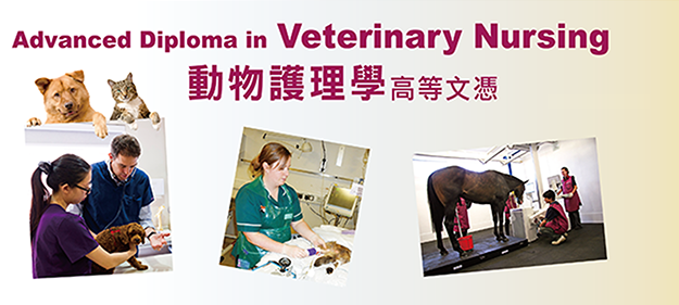 Daytime Diploma Programme