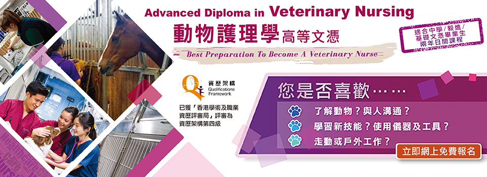 Daytime Diploma Programme Block